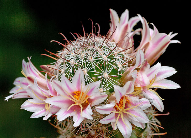 Mammillaria dioica